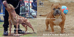 The History Of The American Pit Bull Terrier & The Evolution Of The American Bully