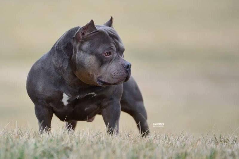 Becoming An American Bully Breeder | Read This First-BULLY KING Magazine