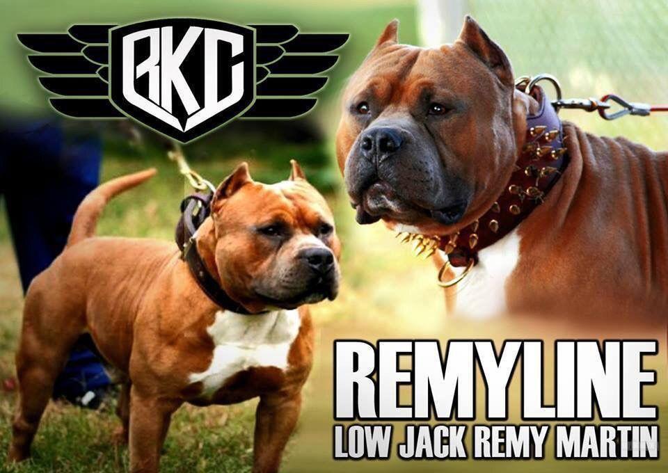 The History of Lowjack Remy-Martin & Remyline-BULLY KING Magazine